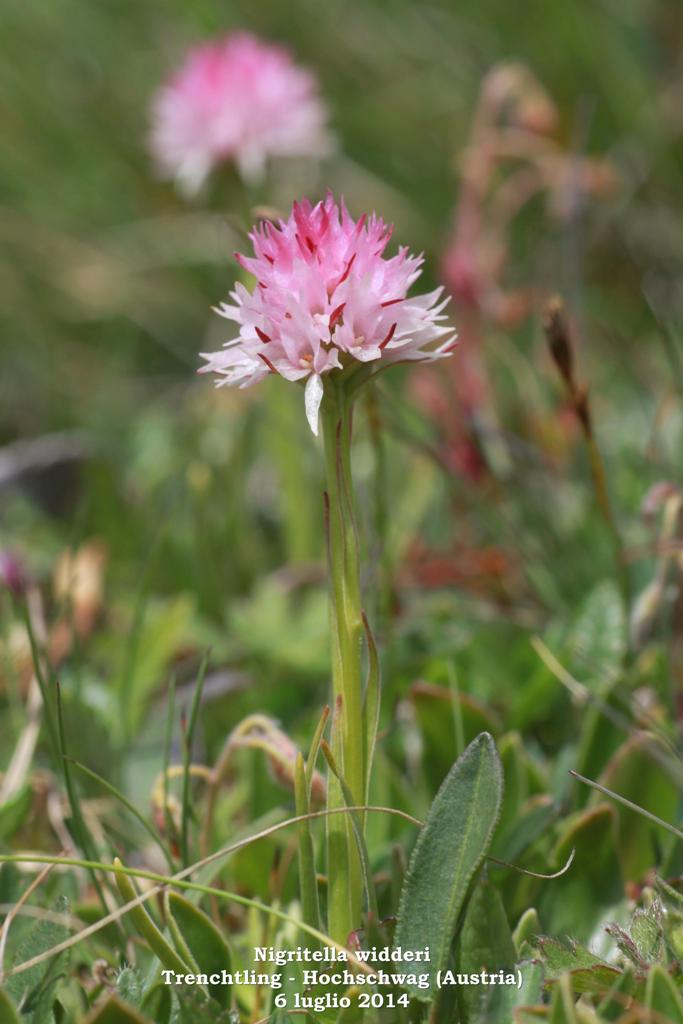 Le Nigritella endemiche delle Alpi austriache  luglio 2014